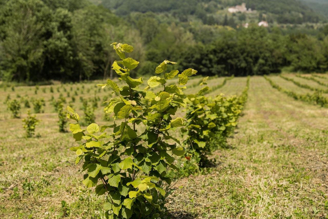 Podere Groppini Fivizzano Exteriér fotografie